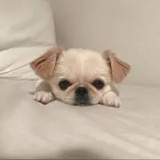 なみこ