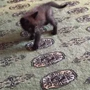 tangの画像