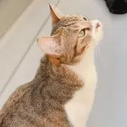 ぽなたろうの画像