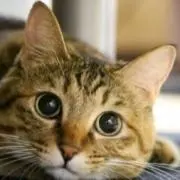 yo koの画像