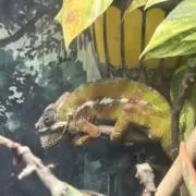 フリーズの画像