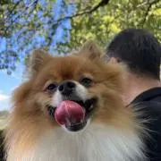 lalanboo