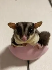 dorikon