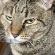 タイチ