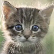 ねこの画像