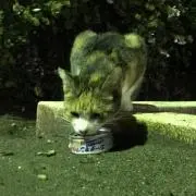 たなごの画像