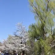 なめこ