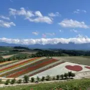 ALOHAの画像