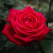 chiariの画像