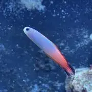 MLyu
