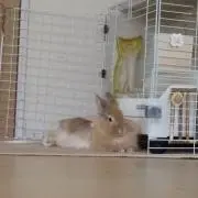 ももの画像