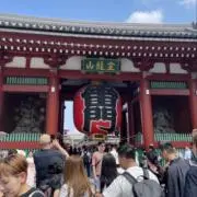 テスの画像