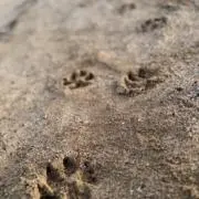 Kikiyukiの画像