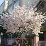 ナッツの画像