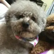 てぃあら53の画像