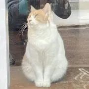 わかばの画像