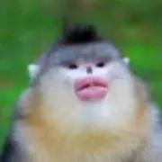 ぽんずの画像