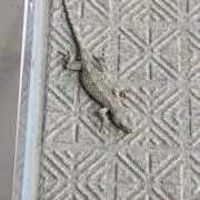 あさり