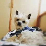 チャミ