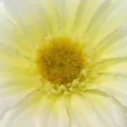 ✴︎hiiiの画像