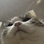 よもぎまるの画像