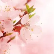SAKURAの画像
