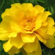 黄金の花の画像