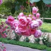 マカロンメイロード❀の画像