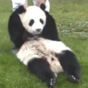ありんの画像