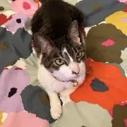 ♥ギズモ ♥の画像