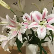 niceageの画像
