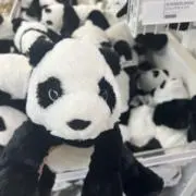 ぴーの画像