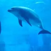 つゆの画像