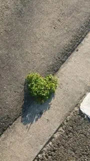 R-Yの画像