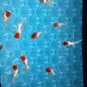 ニッシー