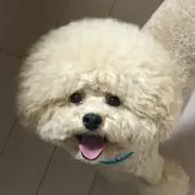 れんげ