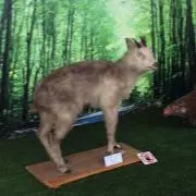 mocomoco