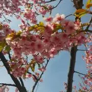 ひーごんの画像