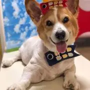 こめぱぱ