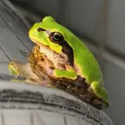 あまがえるの画像