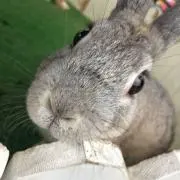 nの画像