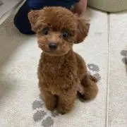 はる