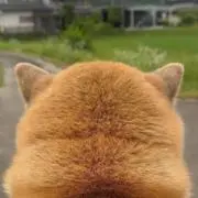 GMの画像
