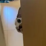 まむー