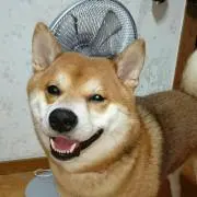 ちょびの画像