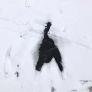 ポレルンの画像