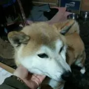 はちの画像