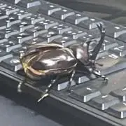 フの画像