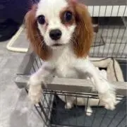 キャバリア　チーズ