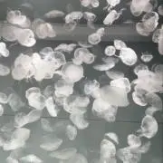 みっつん✴︎即日発送